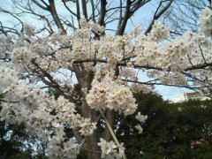 お花見してきました～☆