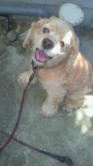 パディの犬生