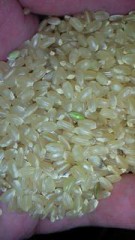 よーやくお米になりました。