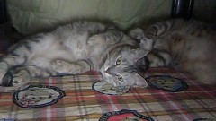 ☆今晩は☆(＊＾▽＾＊）