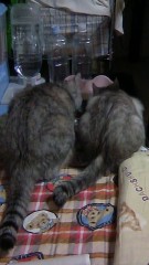 ☆今晩は☆(＊＾▽＾＊）