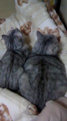 ☆おはようございます。（＾－＾）☆