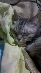 ☆今晩は☆(＊＾▽＾＊）