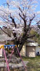 福島県の有名な花見山に行ってきました。