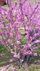 こんばんは。（＾▽＾）