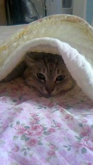 ♪今晩は♪（＾－＾）♪