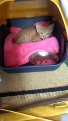 今日の画像はこちらです。