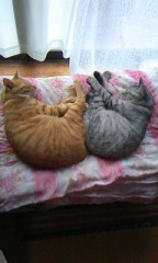 こんにちは。(*⌒▽⌒*)