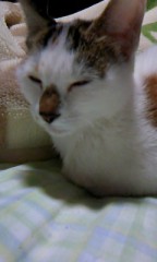 内に迷い猫が来ました。