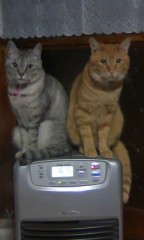 可愛い家の猫です。