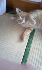 ★ｂ（＠＾０＾＠）ｄ オーハー★