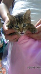 私のポケットの中に猫が・・・・。ヾ(≧∇≦*)ゝｷｬﾊ