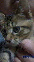 (｡uωu)＜こんばんゎ