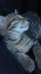 (=^エ^=)ｺﾝﾊﾞﾝﾆｬｰ