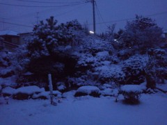 (=^･ω･)ﾉこんばんにゃん♪