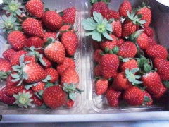 (。・ω・)ノ゛ コンバンみぃ♪