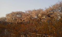 ☆こんばんわぁヾ(*^▽^*)〃☆