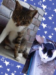 こんばんは。＼(^ω^)／