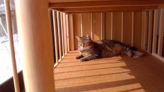 こんばんは。(*^^*)