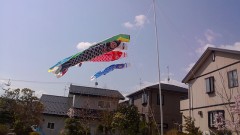 鯉のぼり┠('◎'зз) 彡