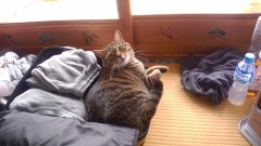 うちの猫(ฅ/ω＼ฅ)♡