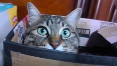 ＼（☆＾〇＾☆）／　オバンデス