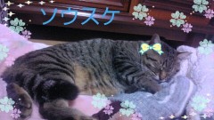 今日の家の猫写真。(o^^o)♪