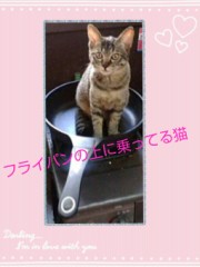 今日も猫の写真d(ﾟ∀ﾟ｡)ﾃﾞｽ!!