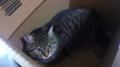 お早う御座います (｡v_v｡)ﾍﾟｺ