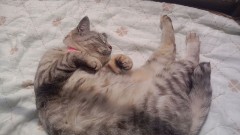 家の猫。＼(^o^)／