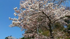 こんにちは(*^^*)