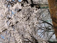 桜の写真撮って見ました。(≧∇≦)