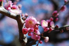 大阪城の梅は満開！