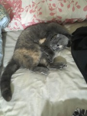 猫が可愛すぎる