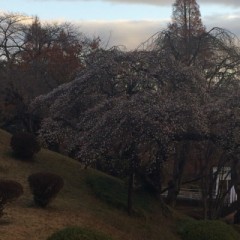 【お題日記】あなたのストレス解消法