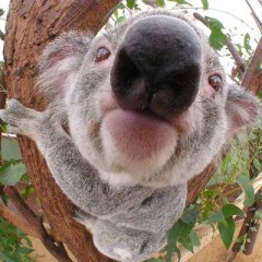 【お題日記】Hの時の自分を動物に例えたら