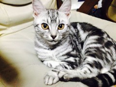 【お題日記】大切にしている持ち物