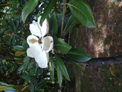 庭を散歩してると