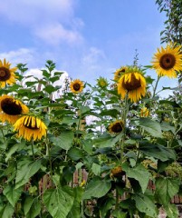 今年の夏もお疲れさま