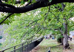 暑い中頑張りはりますなぁ