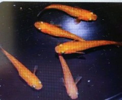 「人間と動植物の共生関係」