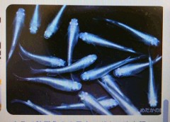 「変異」と「進化」について