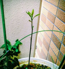 アボカドの芽が…