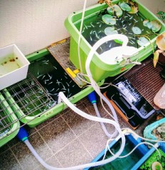 メダカ　シーズンオフ準備はいつ！