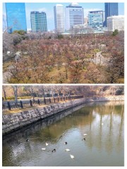 2/2 大阪城公園散歩日記
