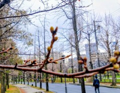 東京　桜開花！