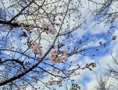 大阪　桜開花！
