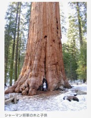 世界で一番大きな木！