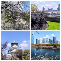 続、桜日和　in大阪城公園