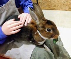 続、ウサギも代替わり！